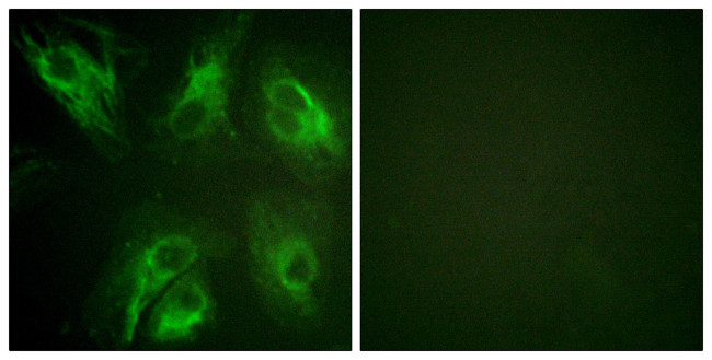 Phospho-KChIP3 (Ser63) Antibody in Immunocytochemistry (ICC/IF)