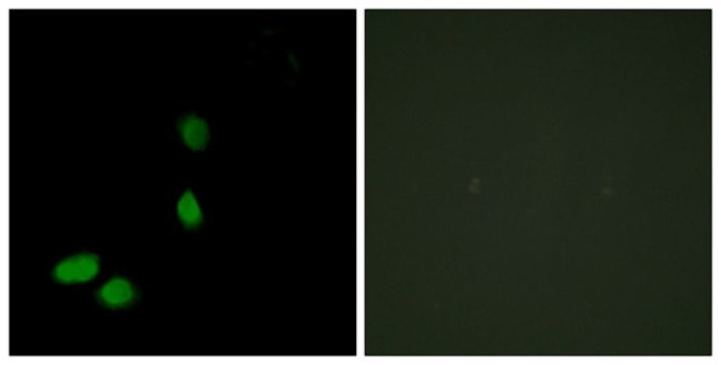 HMGN2 Antibody in Immunocytochemistry (ICC/IF)
