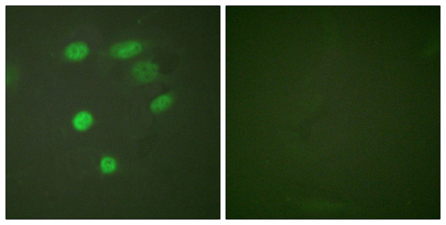 Phospho-APC6 (Ser560) Antibody in Immunocytochemistry (ICC/IF)