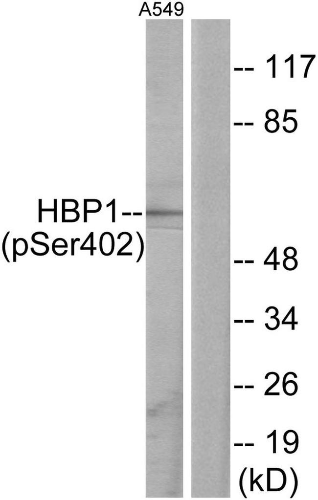 Phospho-HBP1 (Ser402) Antibody in Western Blot (WB)