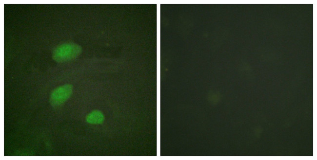 Phospho-HIRA (Thr555) Antibody in Immunocytochemistry (ICC/IF)