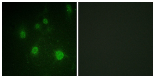 Phospho-HMGN1 (Ser21) Antibody in Immunocytochemistry (ICC/IF)