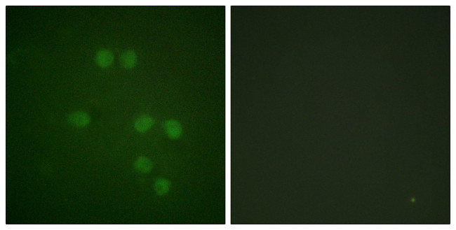 HMGN1 Antibody in Immunocytochemistry (ICC/IF)