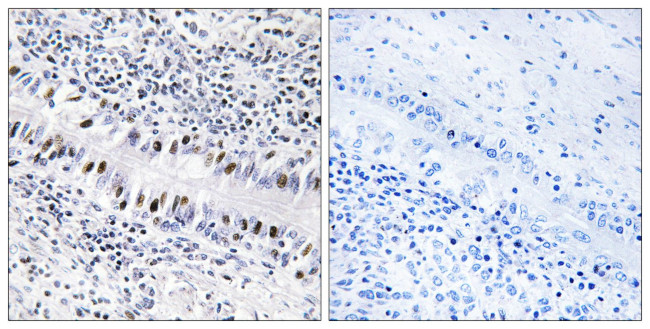ZNF76 Antibody in Immunohistochemistry (Paraffin) (IHC (P))