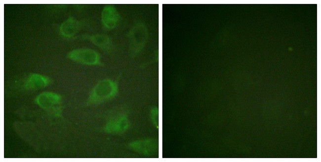 Phospho-CD25 (Ser268) Antibody in Immunocytochemistry (ICC/IF)