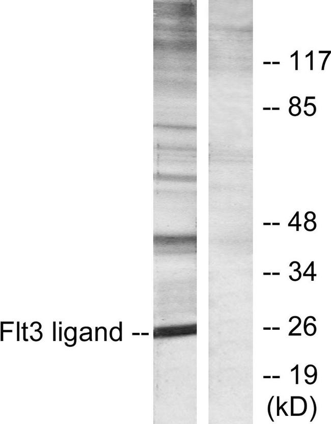 FLT3LG Antibody in Western Blot (WB)