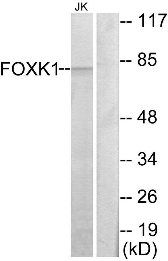 FOXK1 Antibody in Western Blot (WB)