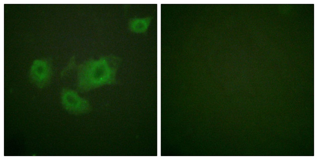 Phospho-Kir6.2 (Thr224) Antibody in Immunocytochemistry (ICC/IF)