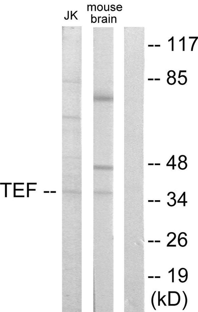 TEF Antibody in Western Blot (WB)
