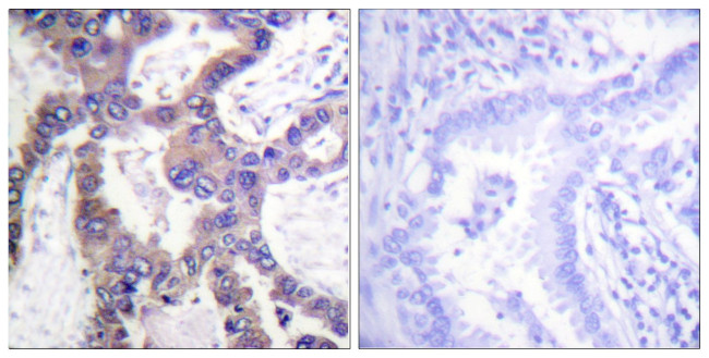 Phospho-MKP-1 (Ser359) Antibody in Immunohistochemistry (Paraffin) (IHC (P))