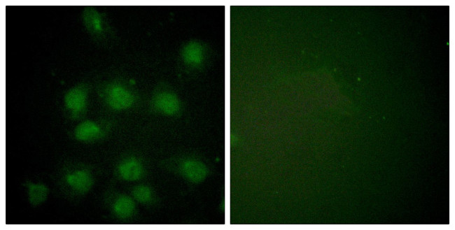 Phospho-NIFK (Thr234) Antibody in Immunocytochemistry (ICC/IF)