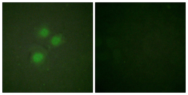 NIFK Antibody in Immunocytochemistry (ICC/IF)