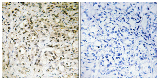 TAF5 Antibody in Immunohistochemistry (Paraffin) (IHC (P))