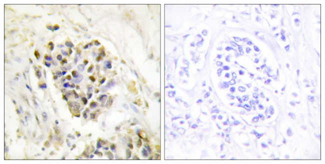 TRAP220 Antibody in Immunohistochemistry (Paraffin) (IHC (P))