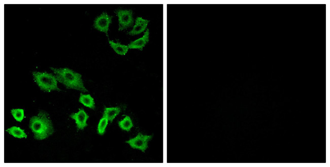 RhoH Antibody in Immunocytochemistry (ICC/IF)