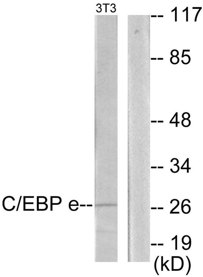 C/EBP epsilon Antibody in Western Blot (WB)
