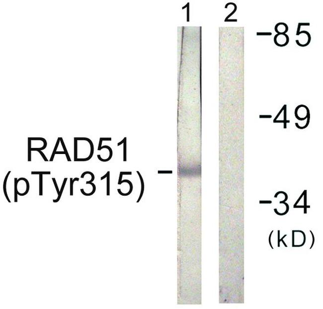 Phospho-RAD51 (Tyr315) Antibody in Western Blot (WB)
