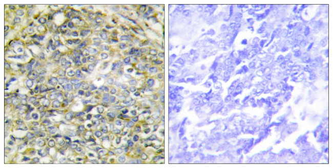 UBXD5 Antibody in Immunohistochemistry (Paraffin) (IHC (P))