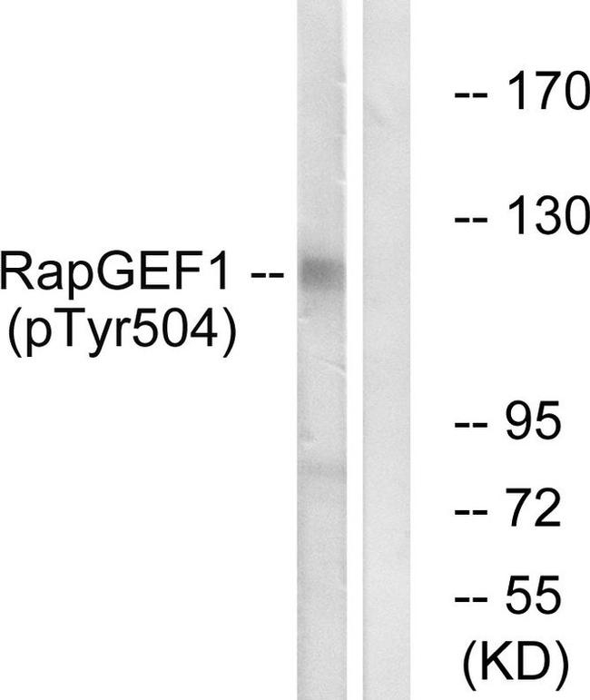 Phospho-RAPGEF1 (Tyr504) Antibody in Western Blot (WB)