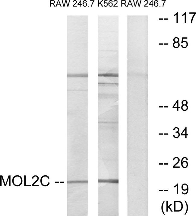 MOB3C Antibody in Western Blot (WB)