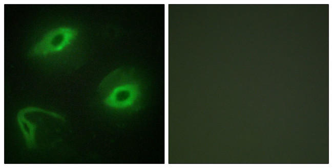 LATH Antibody in Immunocytochemistry (ICC/IF)
