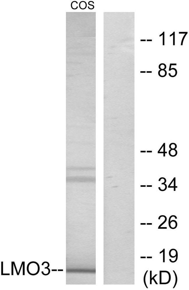 LMO3 Antibody in Western Blot (WB)
