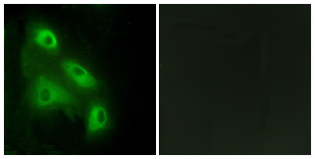 EPS8L3 Antibody in Immunocytochemistry (ICC/IF)