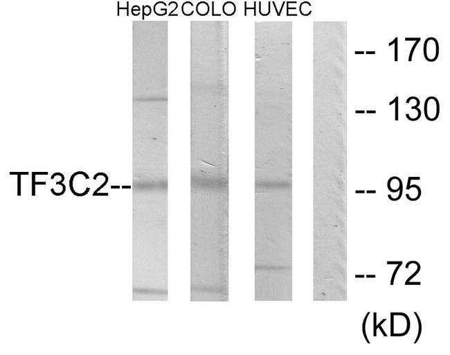 GTF3C2 Antibody in Western Blot (WB)