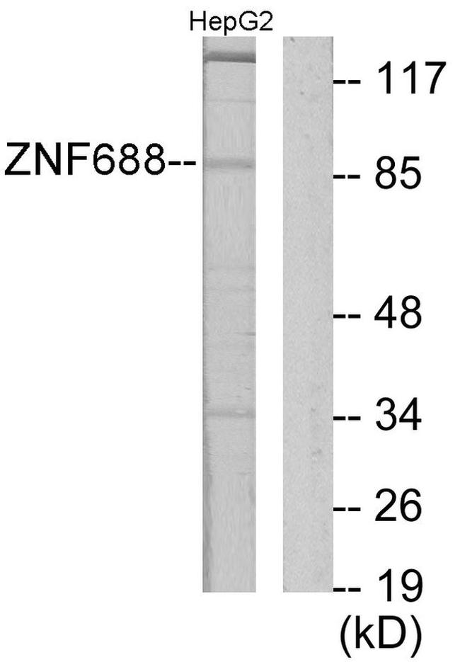 ZNF688 Antibody in Western Blot (WB)