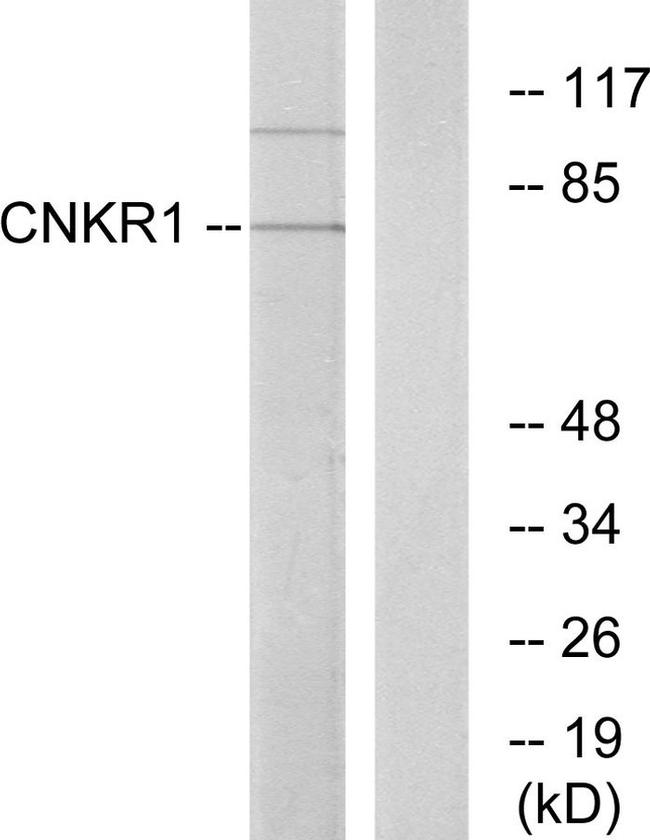 CNKSR1 Antibody in Western Blot (WB)