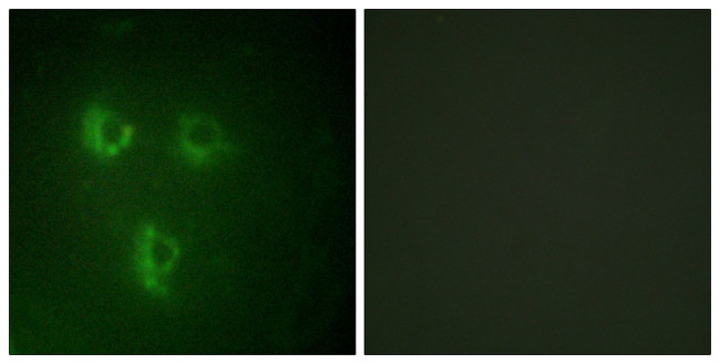 PMEPA1 Antibody in Immunocytochemistry (ICC/IF)