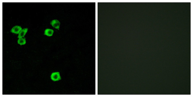 RPS6KC1 Antibody in Immunocytochemistry (ICC/IF)