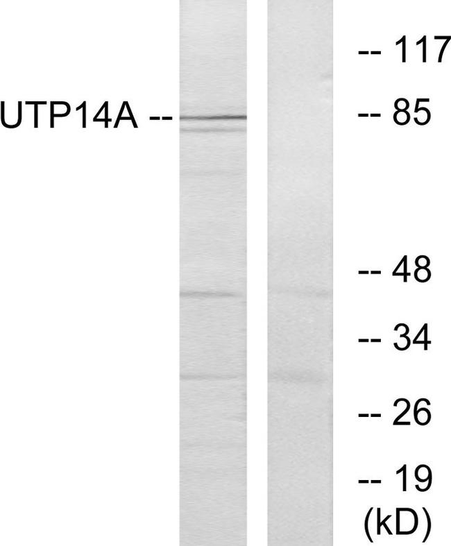 UTP14A Antibody in Western Blot (WB)