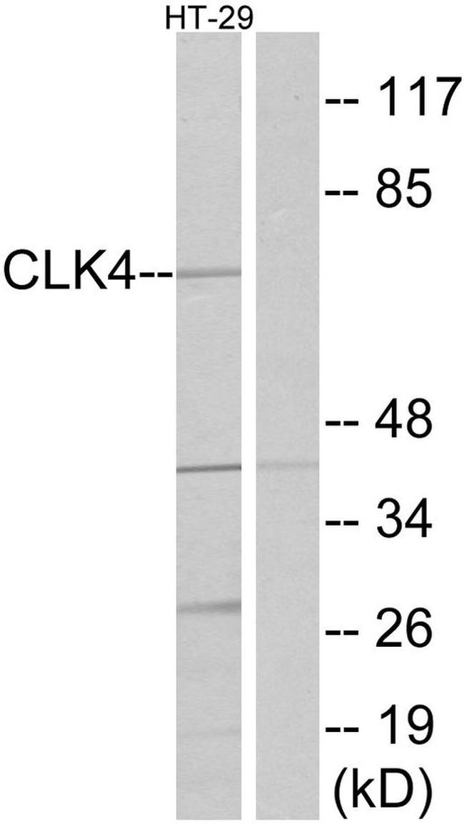 CLK4 Antibody in Western Blot (WB)