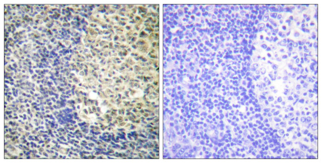 Phospho-p47phox (Ser370) Antibody in Immunohistochemistry (Paraffin) (IHC (P))