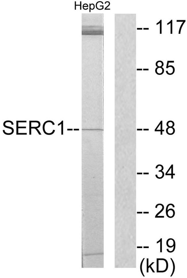 SERC1 Antibody in Western Blot (WB)