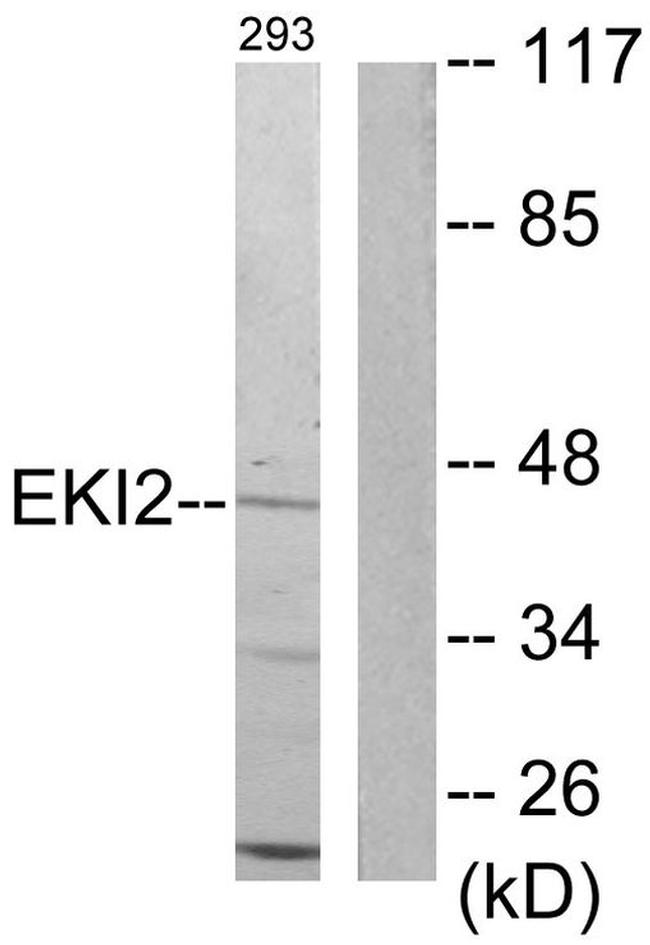 ETNK2 Antibody in Western Blot (WB)