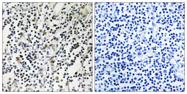 Phospho-OCT1 (POU2F1) (Ser385) Antibody in Immunohistochemistry (Paraffin) (IHC (P))
