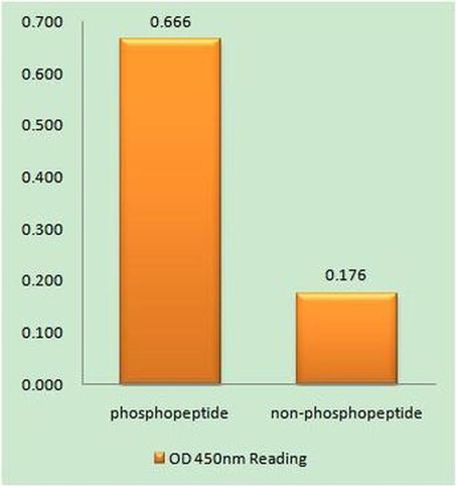 Phospho-TERT (Ser227) Antibody