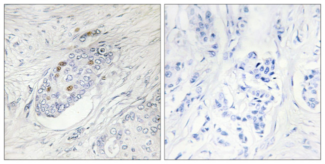 ZNF232 Antibody in Immunohistochemistry (Paraffin) (IHC (P))