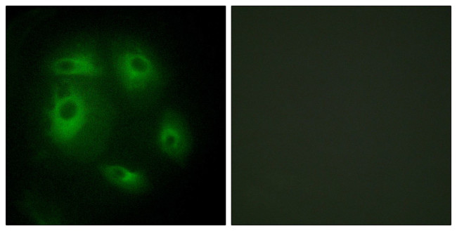 DLEC1 Antibody in Immunocytochemistry (ICC/IF)