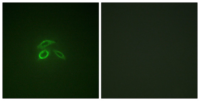 Phospho-MUC1 (Tyr1229) Antibody in Immunocytochemistry (ICC/IF)