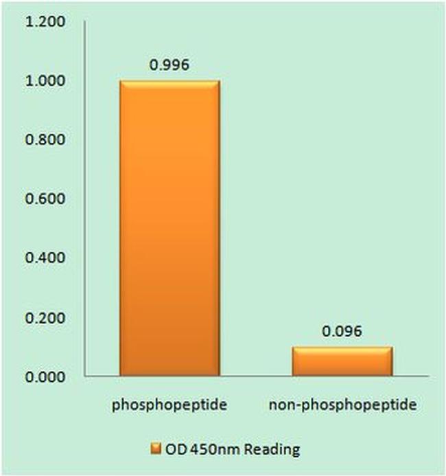 Phospho-Desmin (Ser60) Antibody