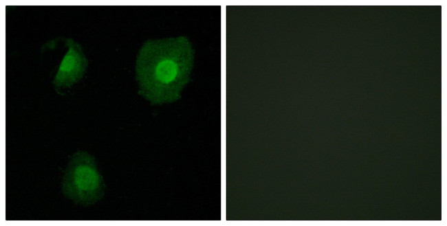 EID1 Antibody in Immunocytochemistry (ICC/IF)