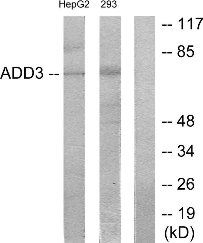 gamma Adducin Antibody in Western Blot (WB)