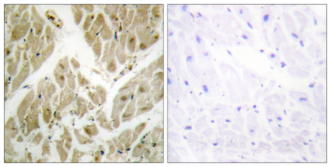 API5 Antibody in Immunohistochemistry (Paraffin) (IHC (P))