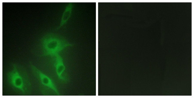 RALGAPA2 Antibody in Immunocytochemistry (ICC/IF)