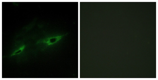 CDH22 Antibody in Immunocytochemistry (ICC/IF)