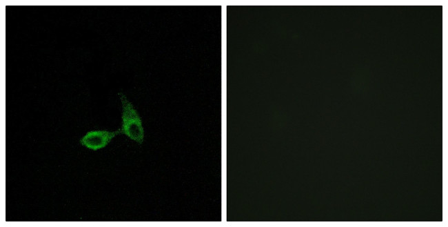 CDH24 Antibody in Immunocytochemistry (ICC/IF)