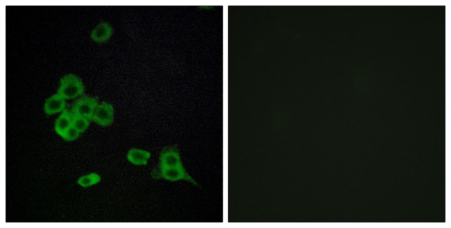 CDH26 Antibody in Immunocytochemistry (ICC/IF)